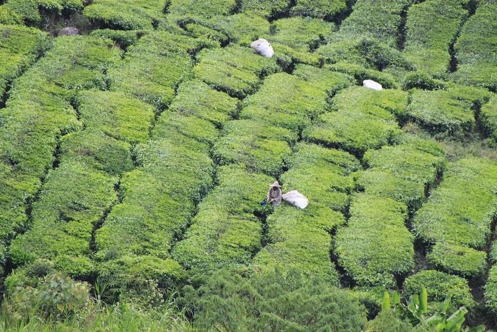 Hotel Double Stars Cameron Highlands Buitenkant foto